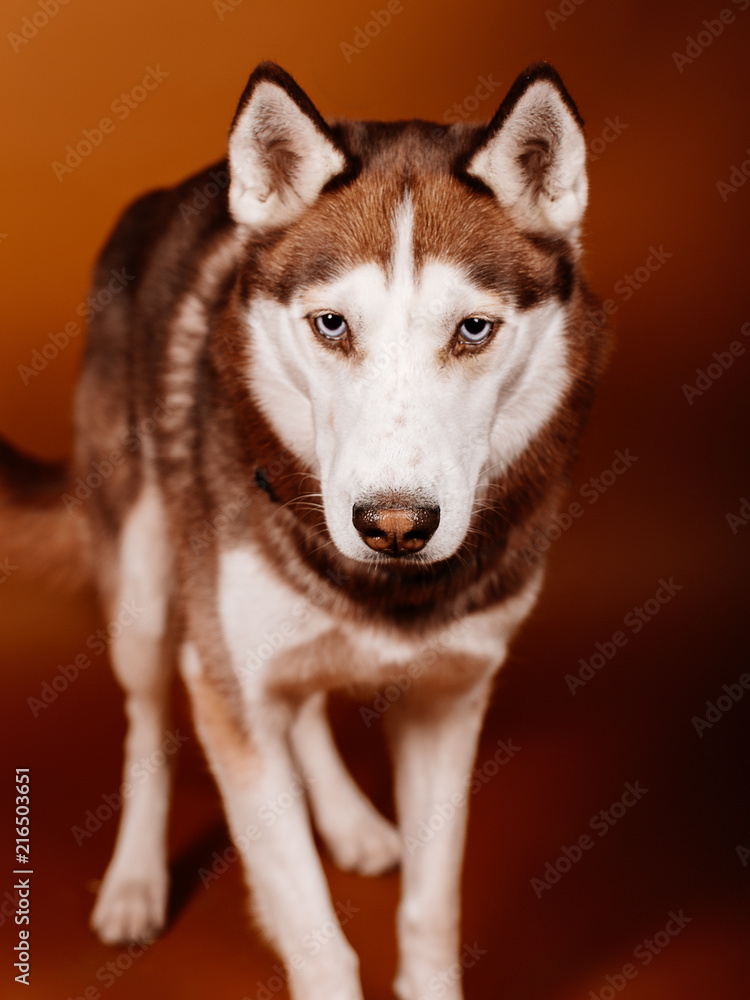 Retrato divertido de perro raza husky siberiano