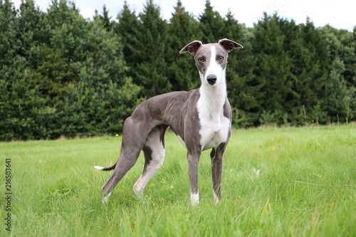 beautiful whippet portrait in the park © Bianca