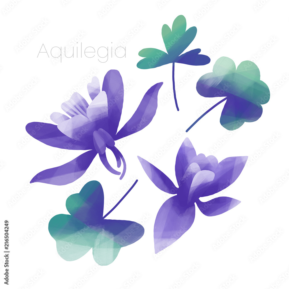 Obraz premium Violet Columbine flowers and leaves