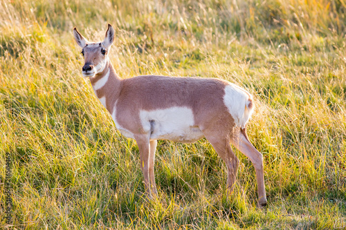 Proghorn doe in the afternoon sun photo