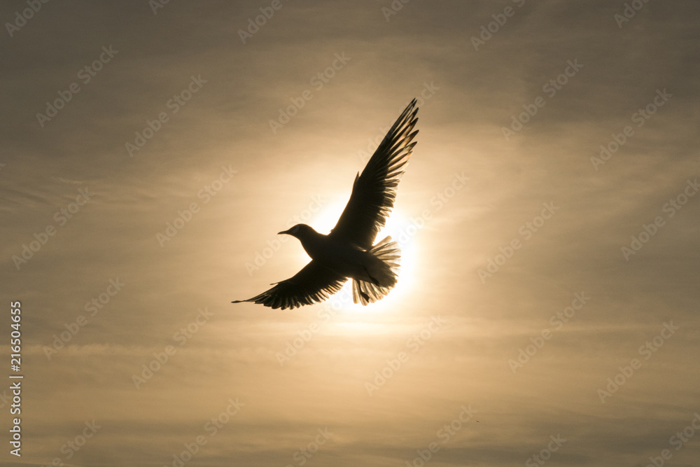 Fototapeta premium Solar Powered Seagull