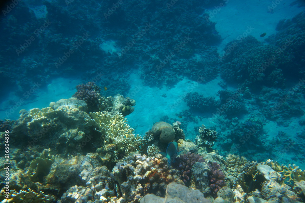 Fototapeta premium coral