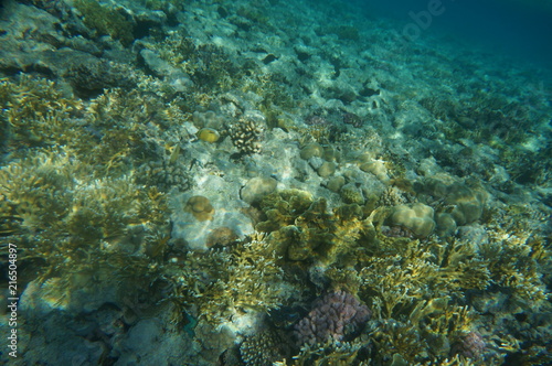coral © Elmira