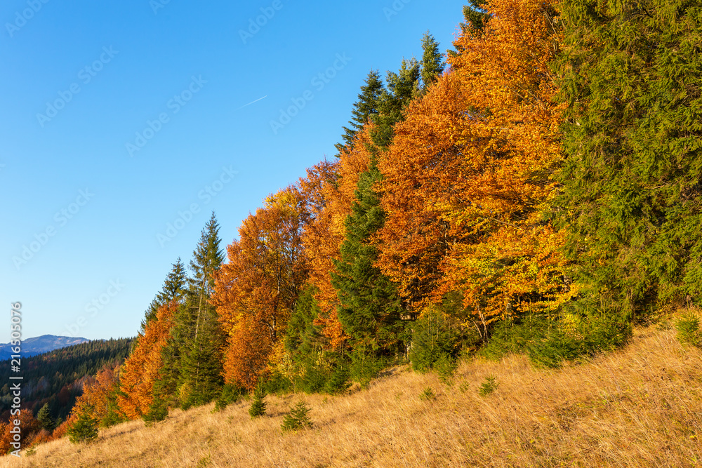 Fototapeta premium Beautiful colorful sunset scene with autumn trees in Carpathian mountains, Ukraine. Red, yellow and green autumn leaves at sunrise light