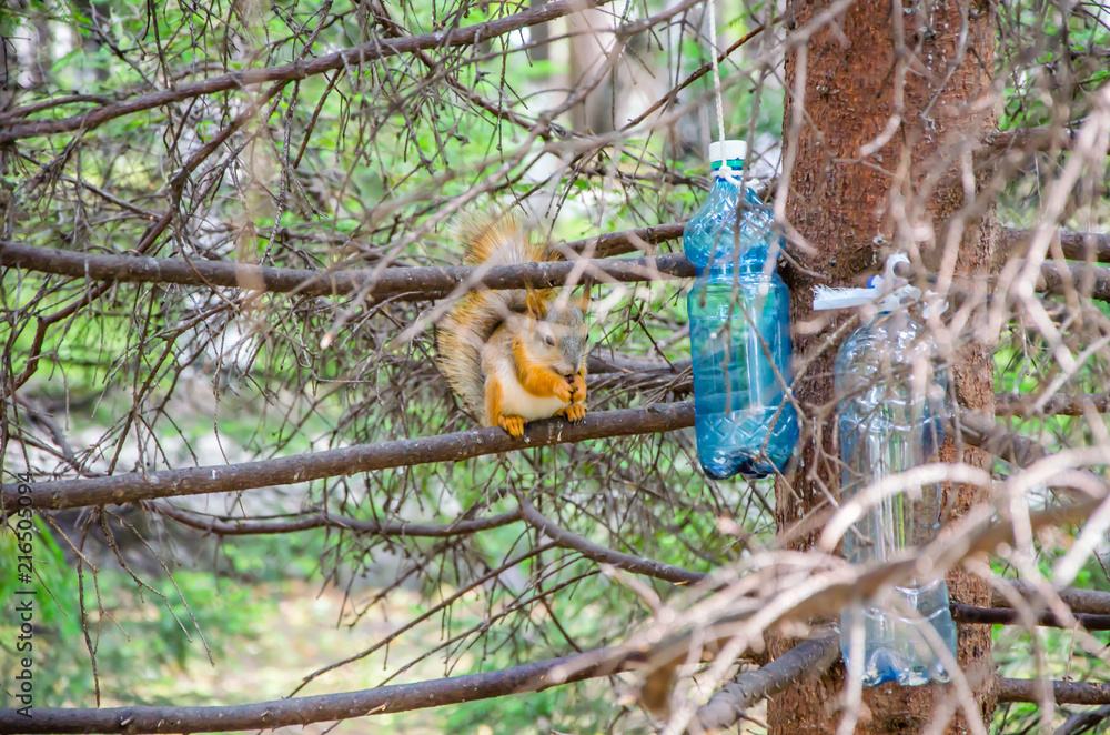 red squirrel in summer red squirrel in summer
