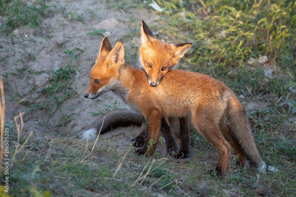 Two young red Fox playing near his hole