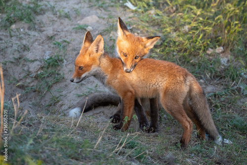Fototapeta Naklejka Na Ścianę i Meble -  Two young red Fox playing near his hole