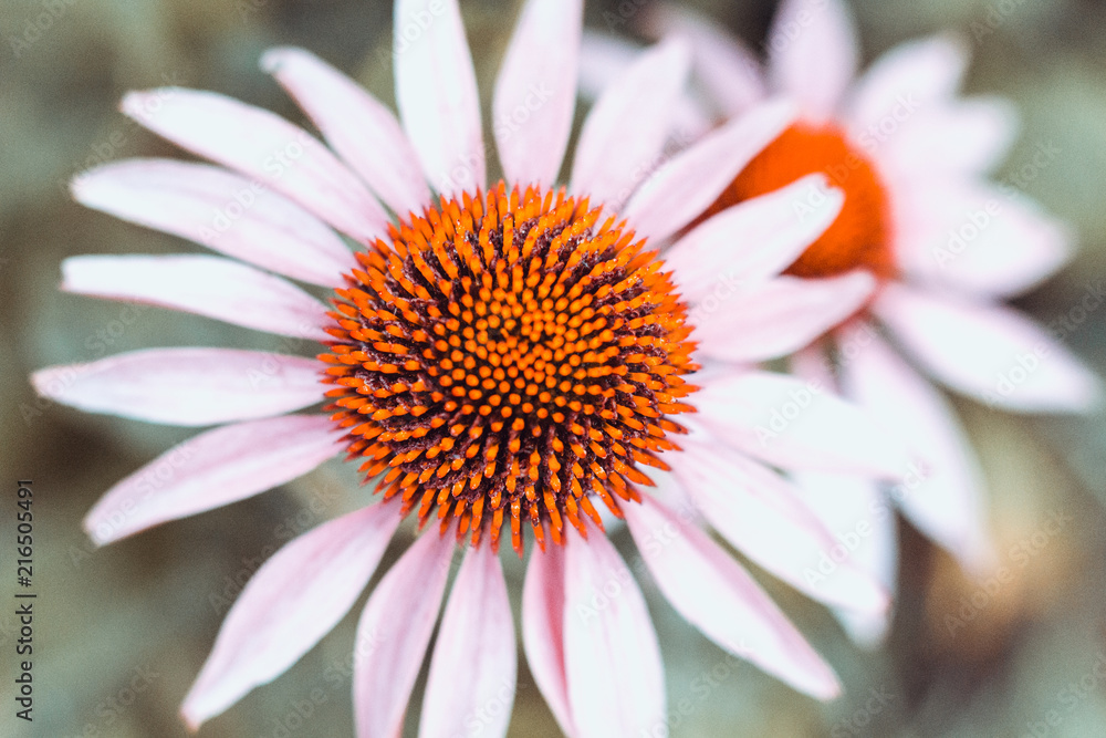 white rudbeckia with orange heart on a green background close-up white rudbeckia with orange heart on a green background close-up