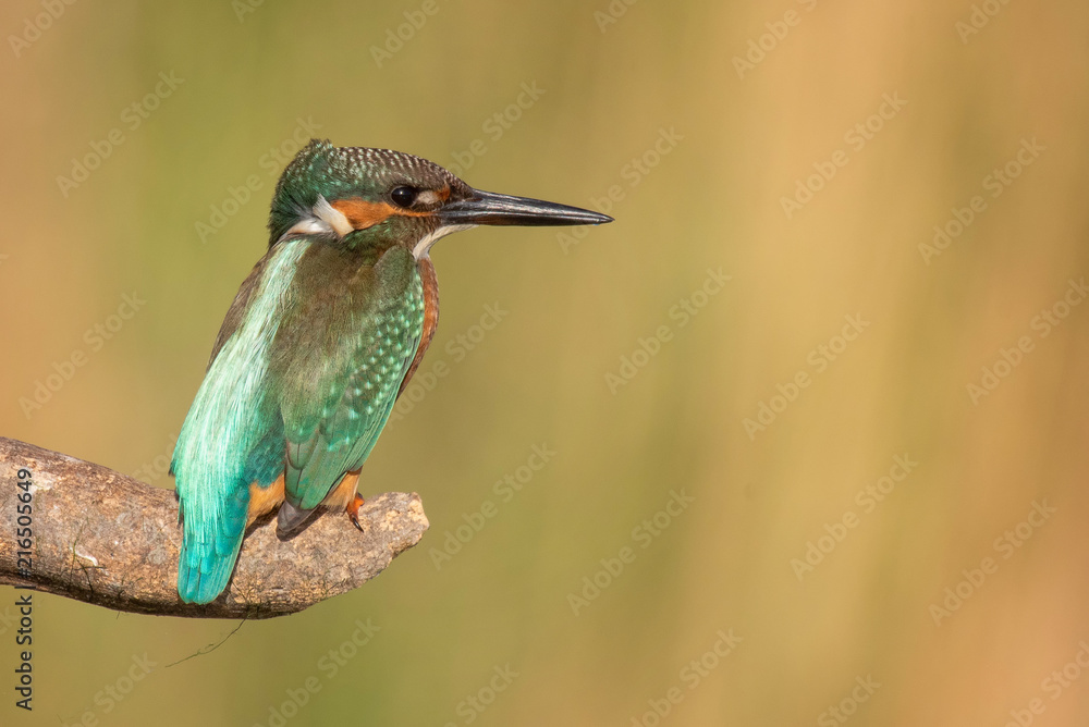 custom made wallpaper toronto digitalCommon Kingfisher (Alcedo atthis) sitting on a stick