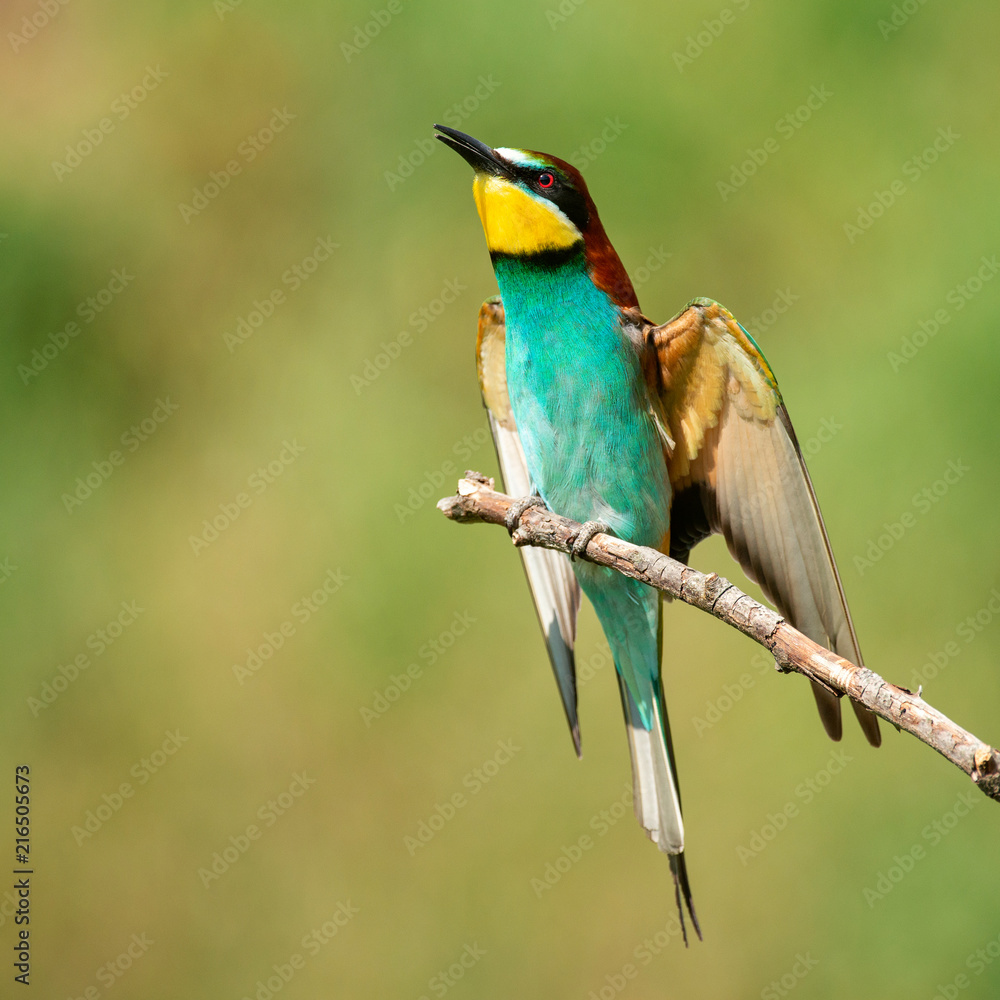 European bee-eater (Merops apiaster) sitting on a stick. European bee-eater (Merops apiaster) sitting on a stick.