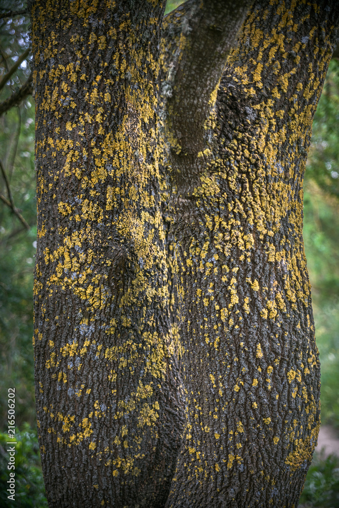 Yellow Moldy tree Yellow Moldy tree