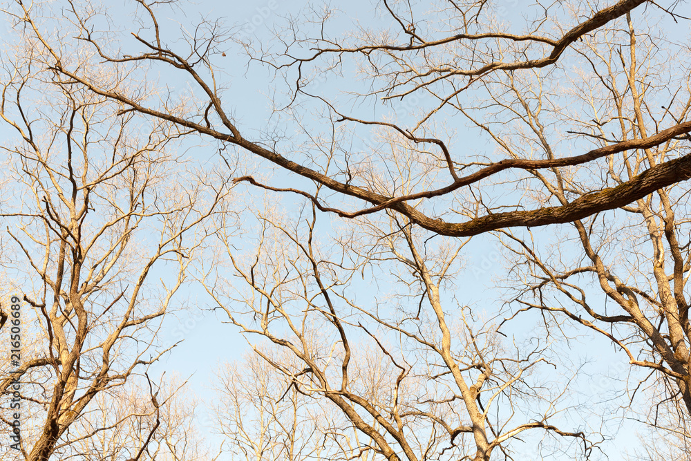 Autumn tree branch background. Retro color style. Autumn tree branch background. Retro color style.