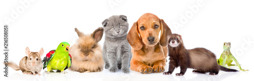 Large group of pets together in front view. Isolated on white background