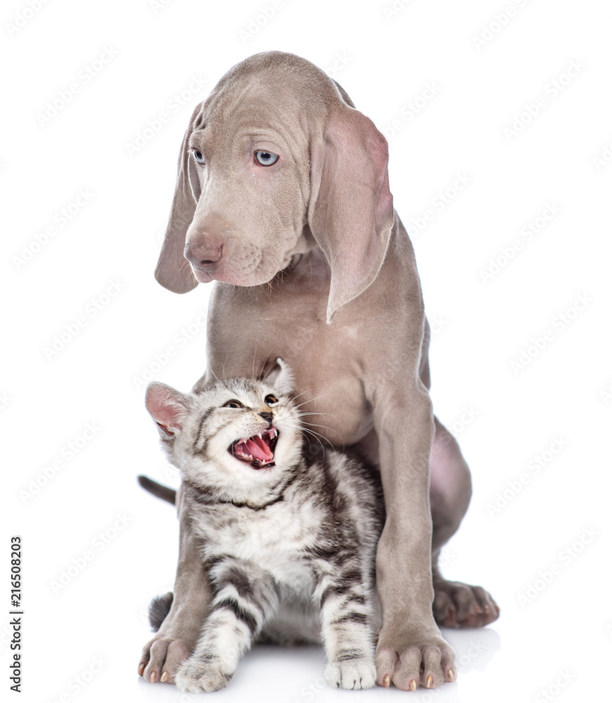 angry kitten with a weimaraner puppy. isolated on white background
