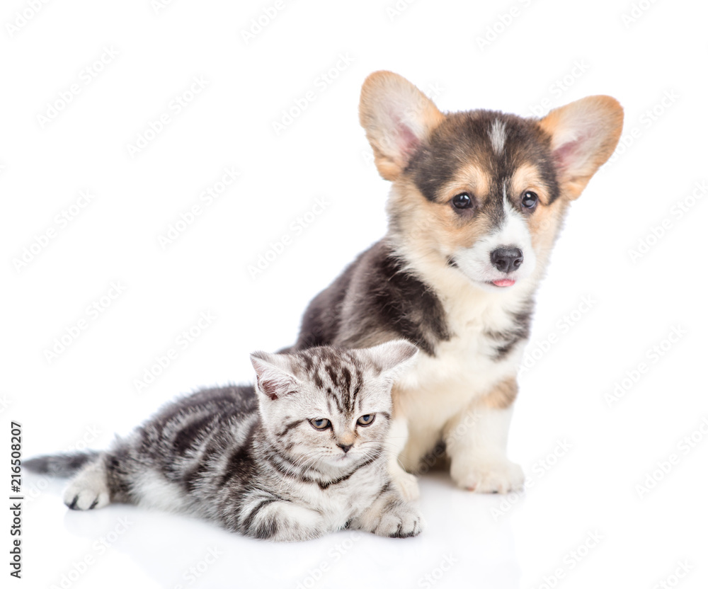 Corgi puppy with scottish tabby kitten looking away. isolated on white background