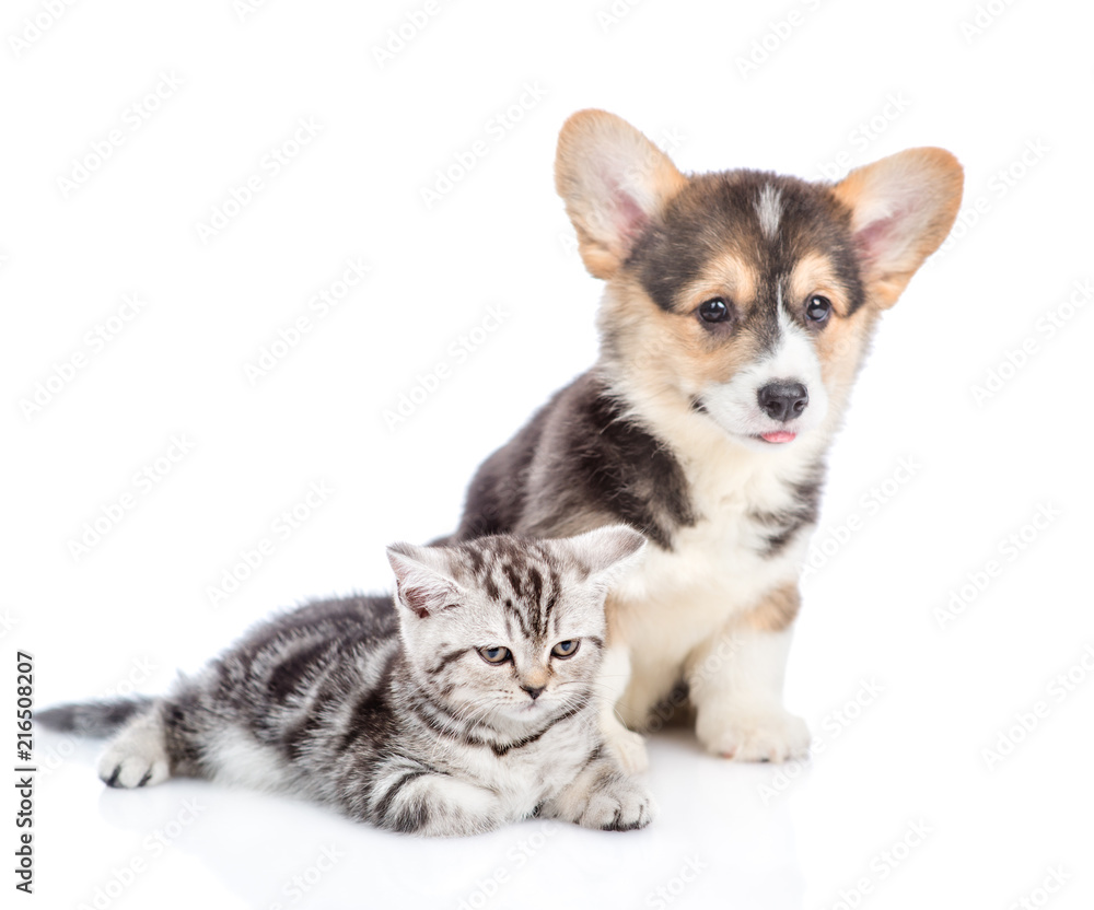 Obraz premium Corgi puppy with scottish tabby kitten looking away. isolated on white background