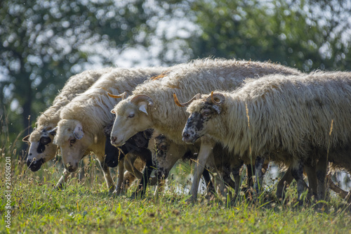 a sheep herd closeup on a meadow