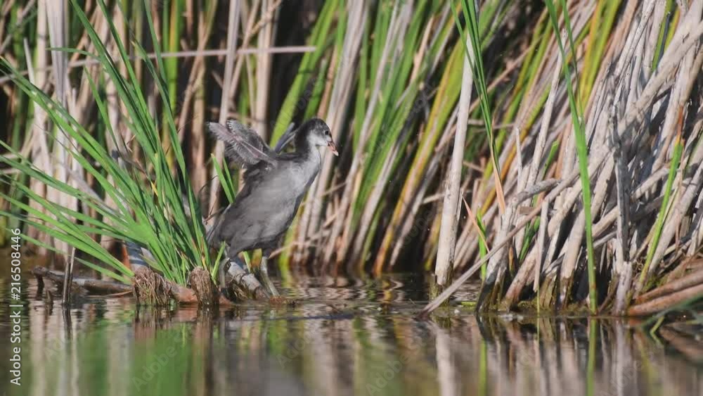 Young coot (Fulica atra) waves its little wings. Young coot (Fulica atra) waves its little wings.