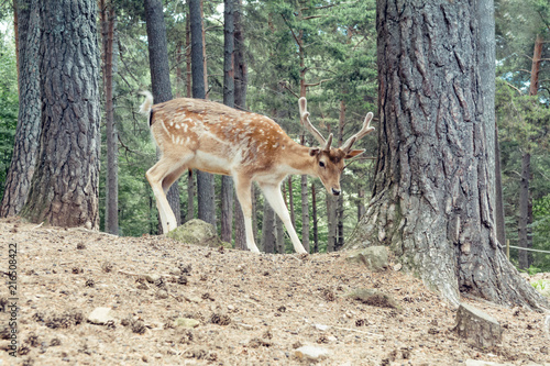 Little fallow deer in the forest, natural environment - Baby deer - Bambi, cute animal in the middle of the nature
