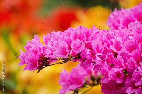 The purple flowers of a rhododendron in springtime against a yellow and red background photo