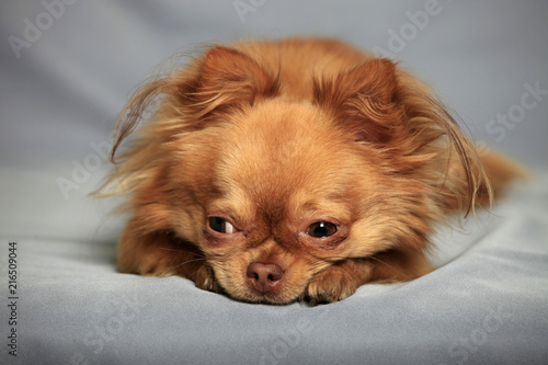 Portrait of a Chihuahua Dog © yanakoroleva27