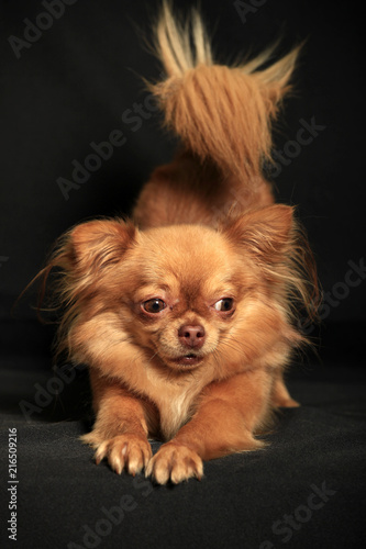 Chihuahua dog in a pose on a black background © yanakoroleva27