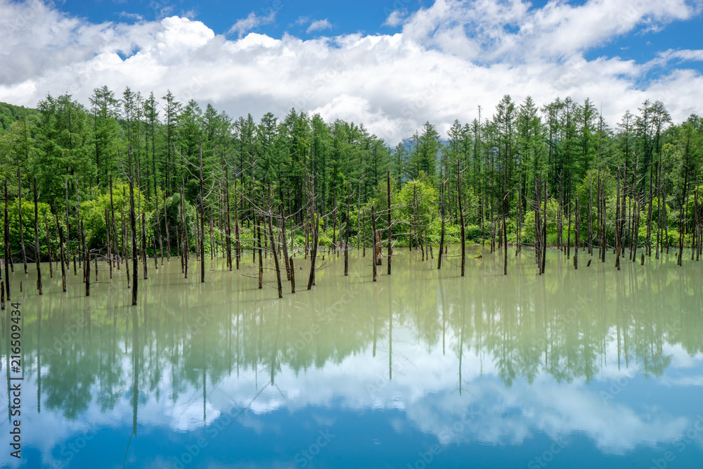 Aoiike (Blue pond) in Biei, Hokkaido in summer , Japan