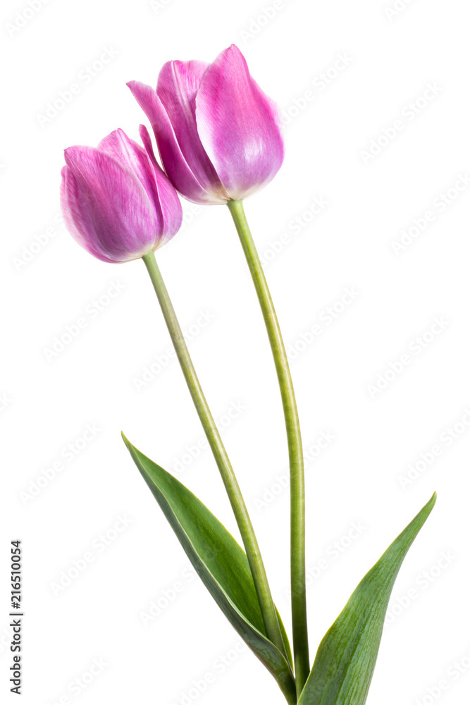 Flower composition with tulips isolated on a white background Flower composition with tulips isolated on a white background