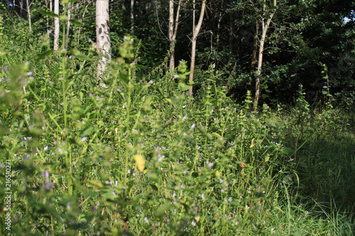 Natur