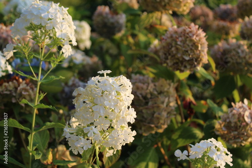 Phlox mit Hortensie