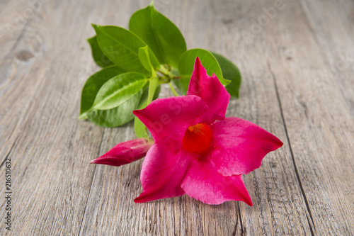 Mandevilla on a wooden background. Royal liana. Beautiful red flower.