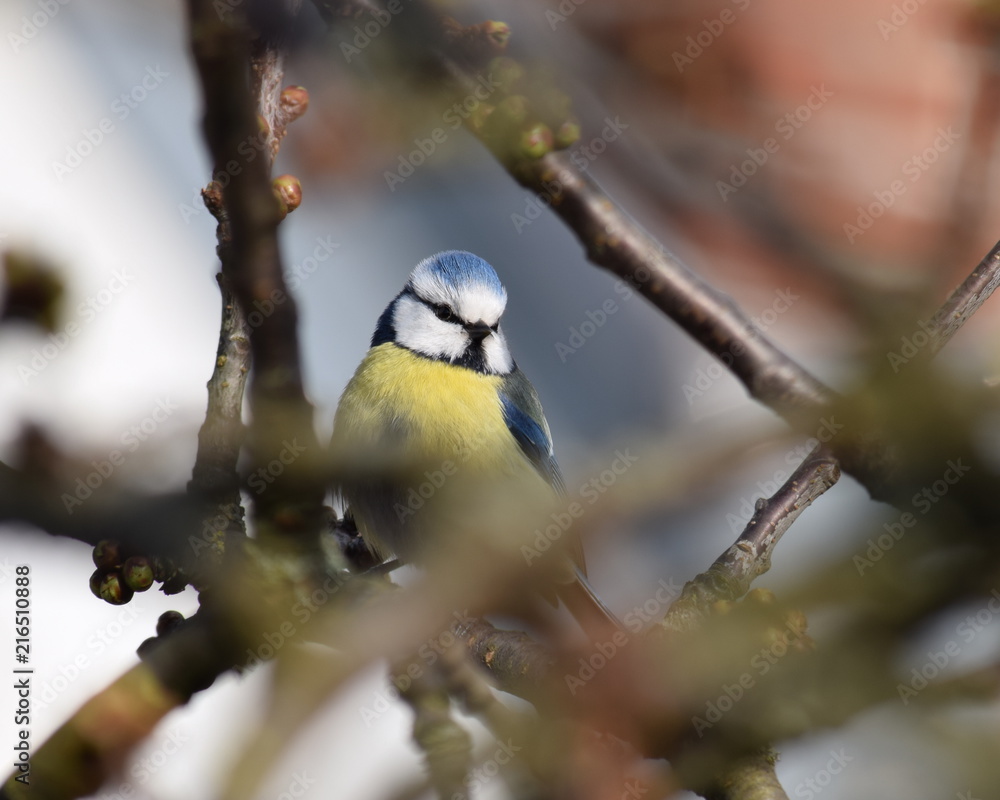 Obraz premium Wer bist du?