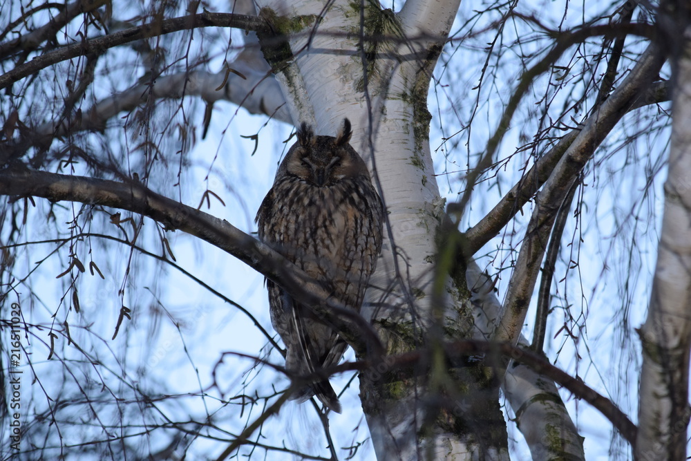 Obraz premium Beim Schlafen gestört