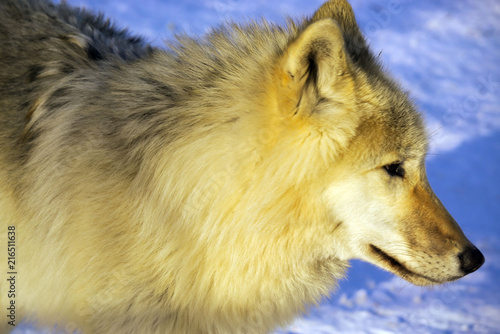 Fototapeta Naklejka Na Ścianę i Meble -  Арктический волк на снегу.