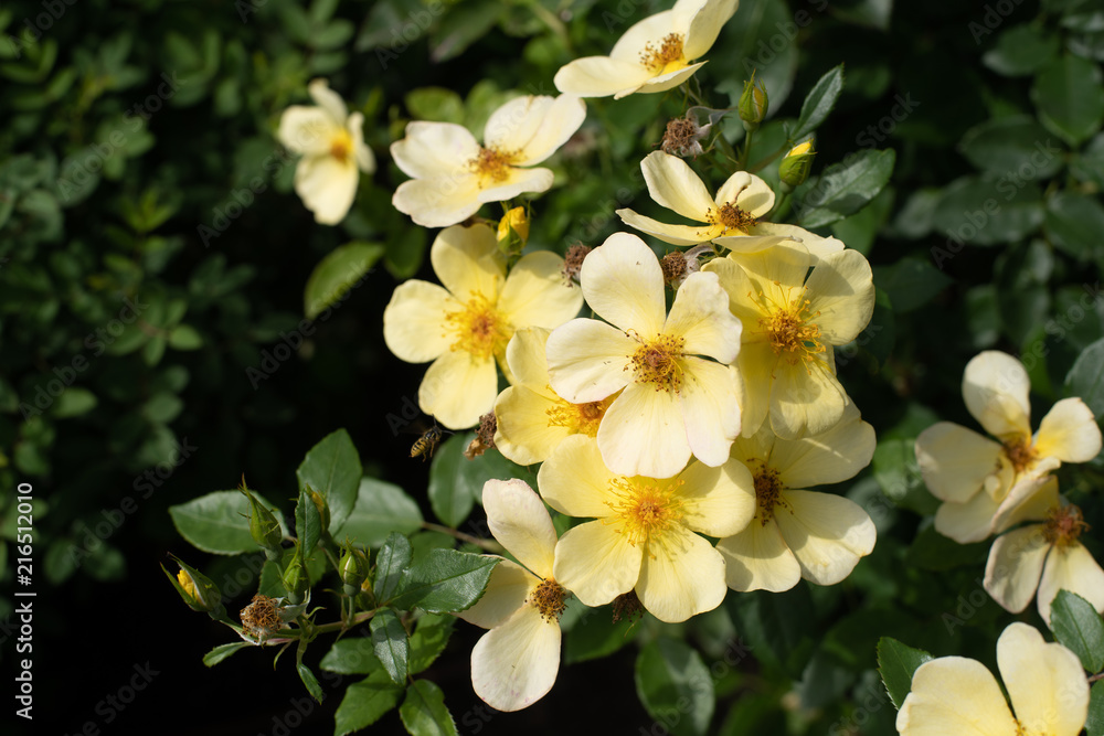 Tottering-By-Gently Yellow Rose