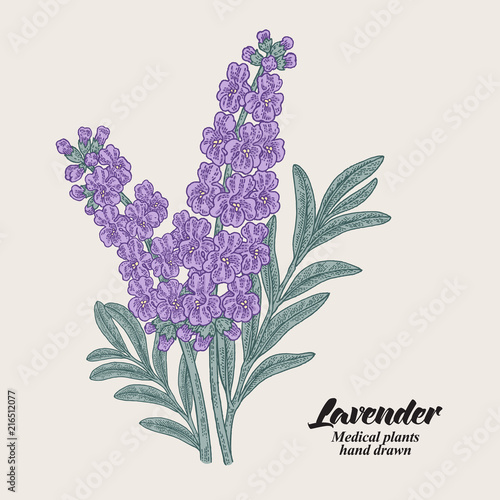 Hand drawn lavender branch with leaves and flowers. Vector illustration vintage.
