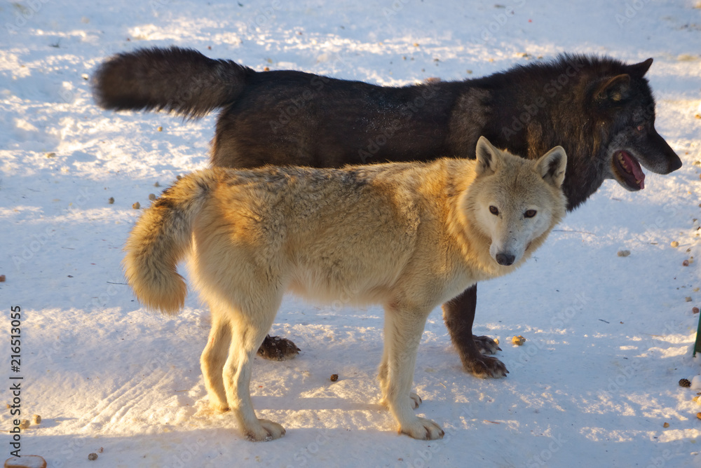 Obraz premium Пара волков на снегу.