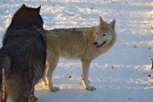 Пара волков на снегу.