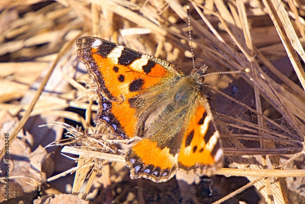 Obraz premium Butterfly hives on the dry grass early in the spring.
