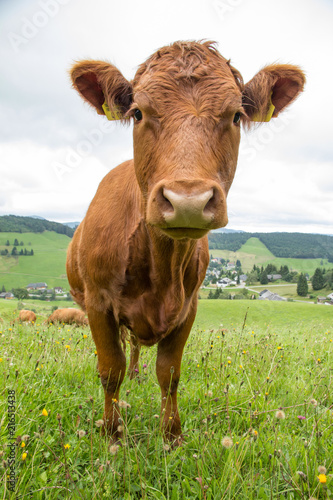 Neugierige Kuh, direkter Blick © Guntar Feldmann