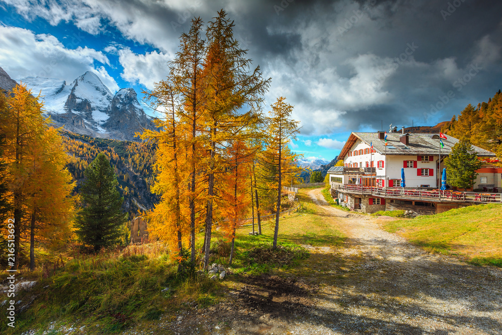 Yellow pine trees and high snowy mountains, Dolomites, Italy, Europe Yellow pine trees and high snowy mountains, Dolomites, Italy, Europe