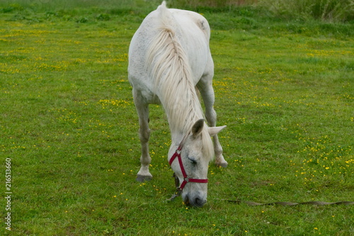 A white horse is grazing in a meadow.