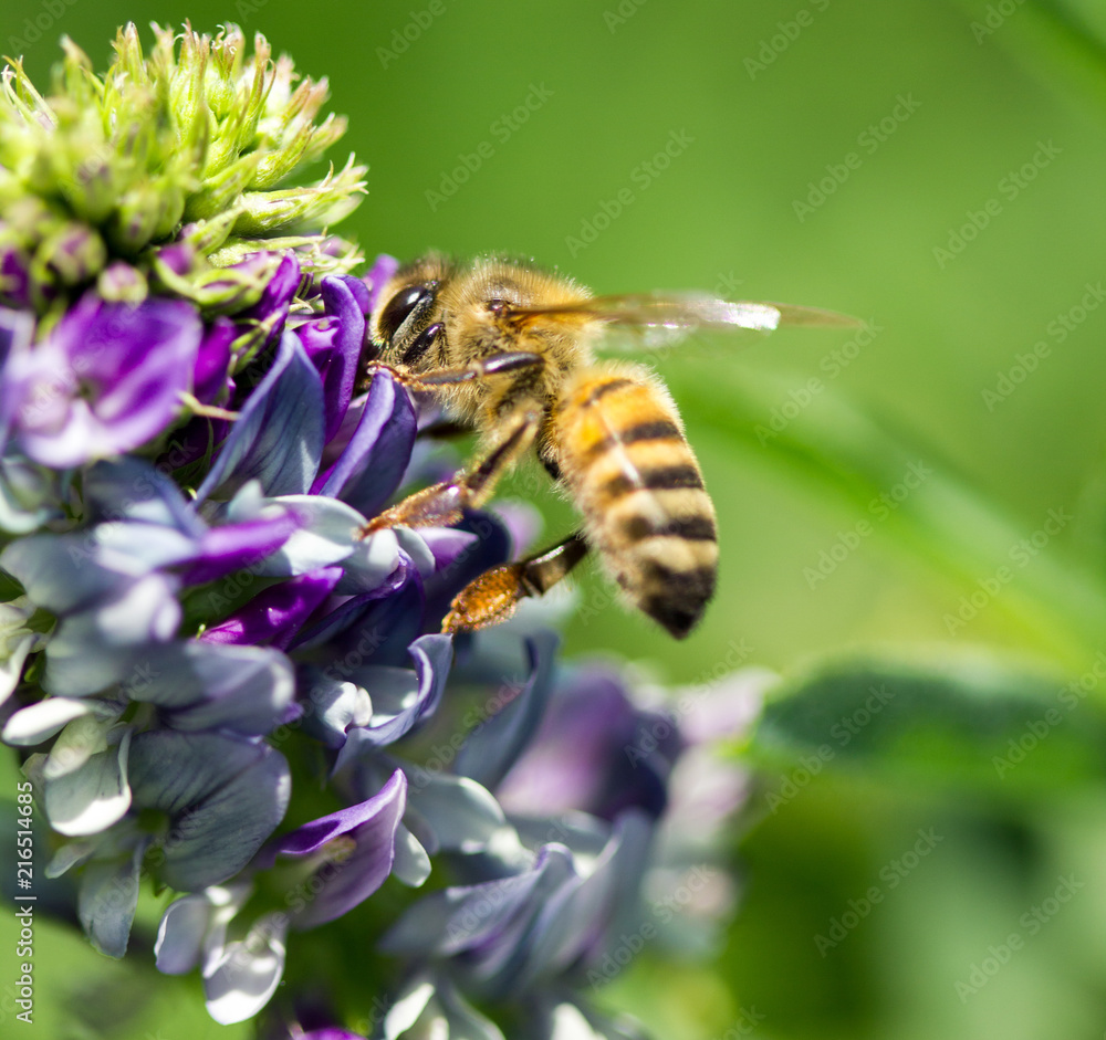 abeille sur fleur de luzerne abeille sur fleur de luzerne