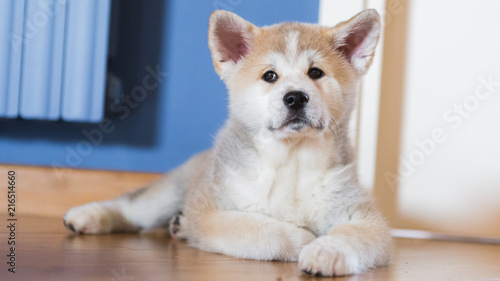 Japanese Akita Inu puppy, white and red dog close up