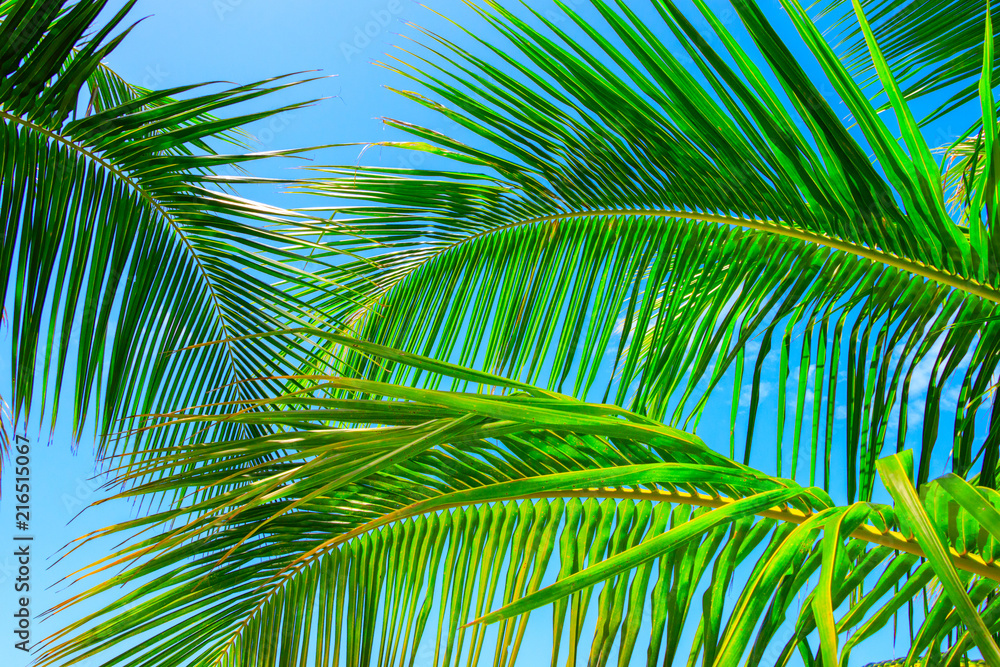 Green palm leaves in front of blue sky