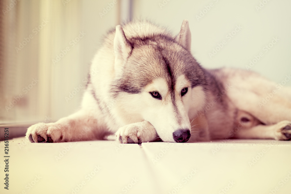 Siberian husky dog lying on a floor resting 