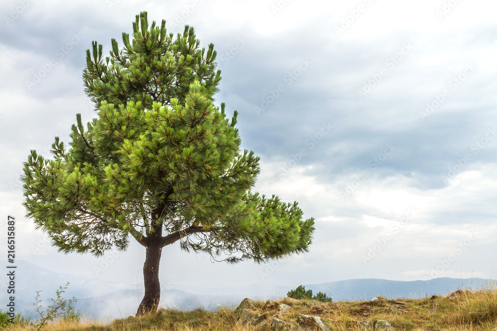 Tree alone on a cliff with cloud background