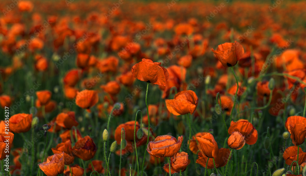 Flowers Red poppies blossom on wild field. Beautiful field red poppies with selective focus. Red poppies in soft light. Opium poppy. Glade of red poppies. Toning. Creative processing in dark low key