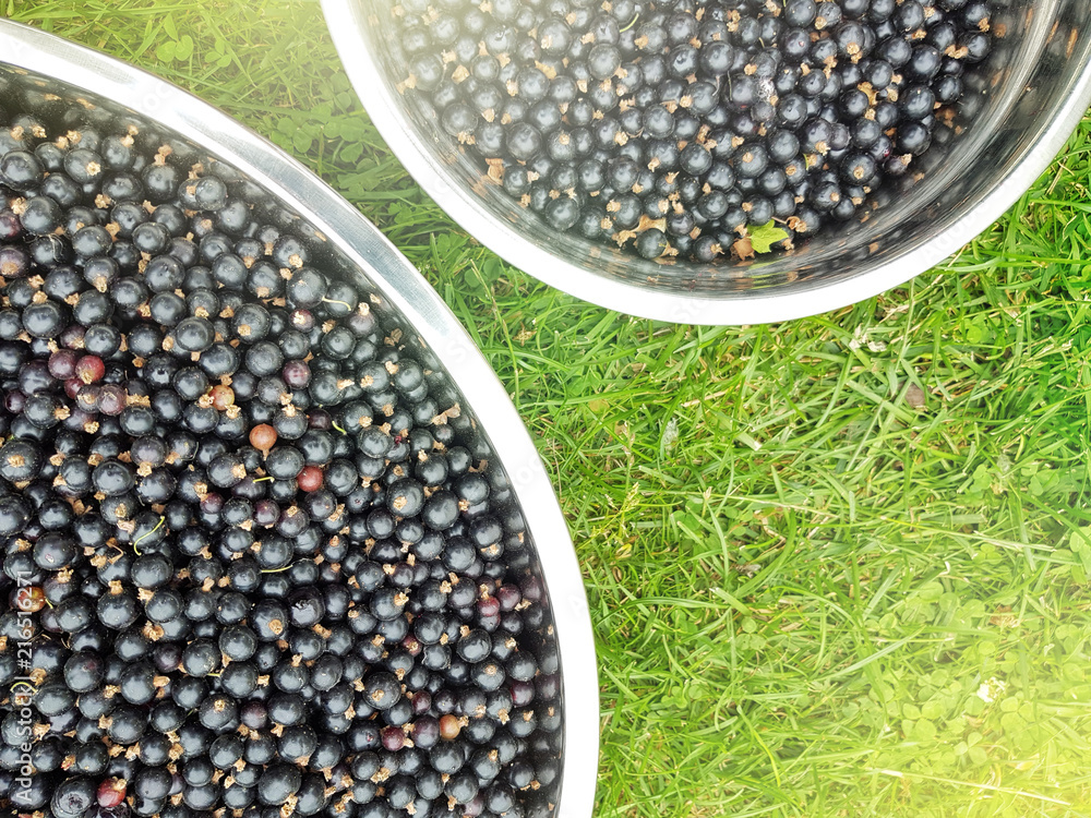 Black currant berries in stainless steel bowls on green grass Black currant berries in stainless steel bowls on green grass