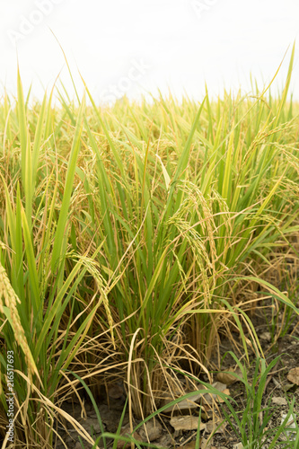  rice field in farmland food